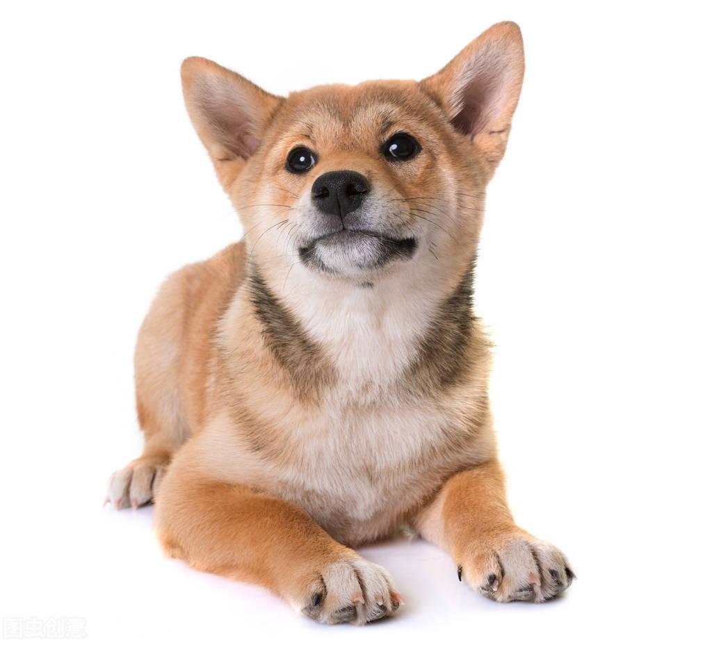 柴犬币_柴犬币_柴犬币