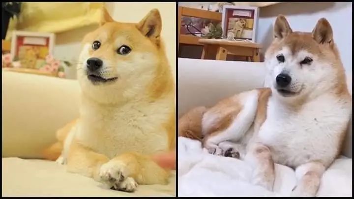 狗狗币历史价格走势图_狗狗币今日价格_狗狗币